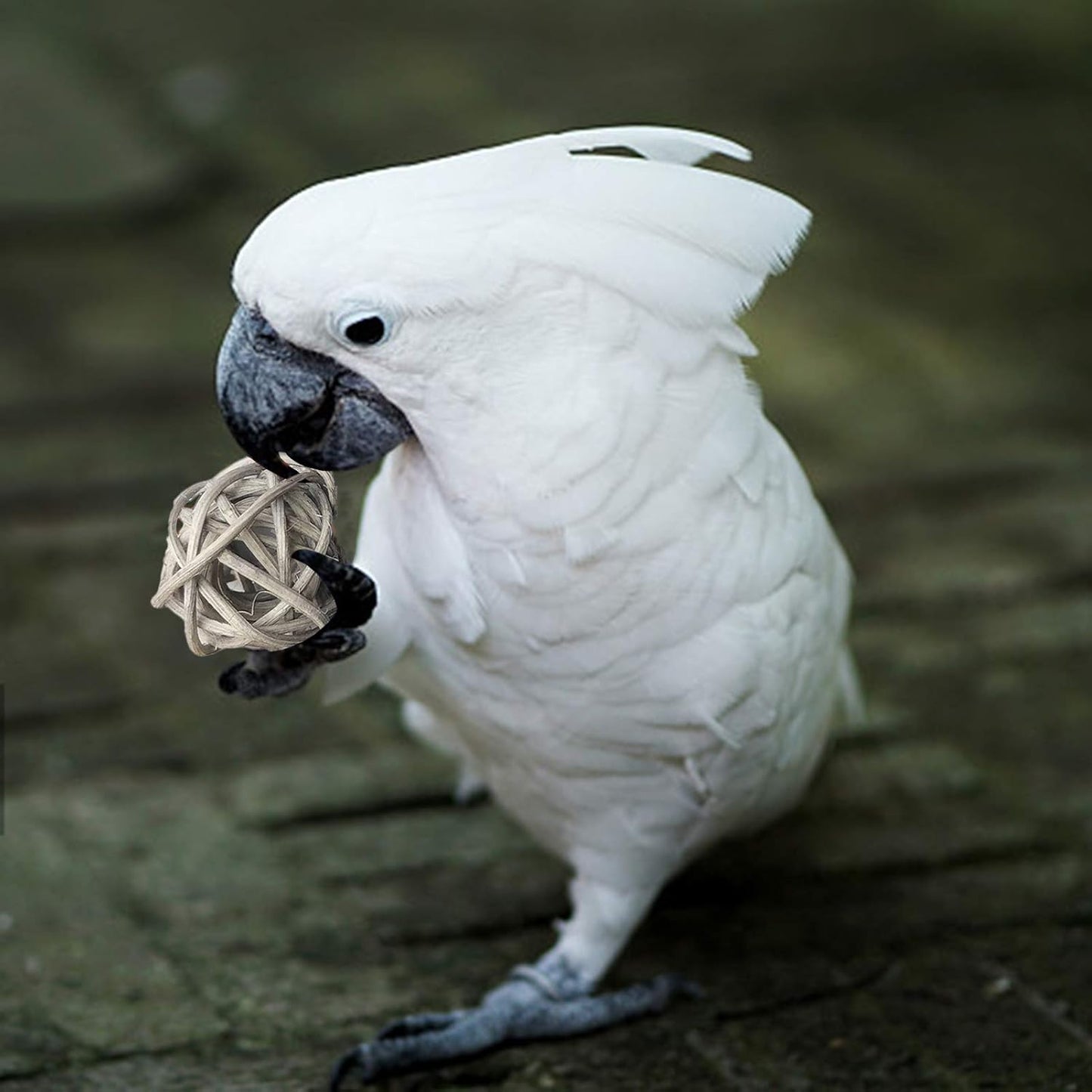 Rattan Balls 32 Pack 1.2 Inch Wicker Ball Birds Quaker Parrot Parakeet Chewing Pet Bite Ball for Budgies Conures Hamsters Ball Orbs Crafts DIY Accessories Vase Fillers (Multi-Colored)